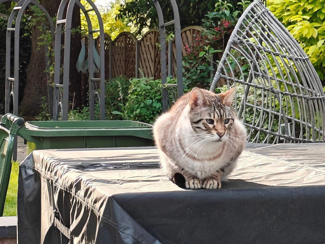 cat